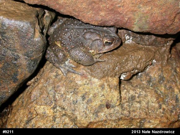 Eastern American Toad