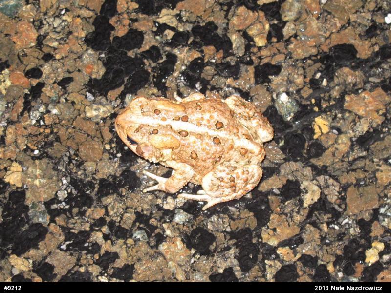 Eastern American Toad