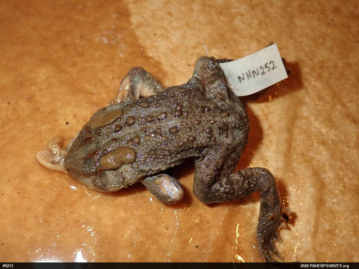 Eastern American Toad