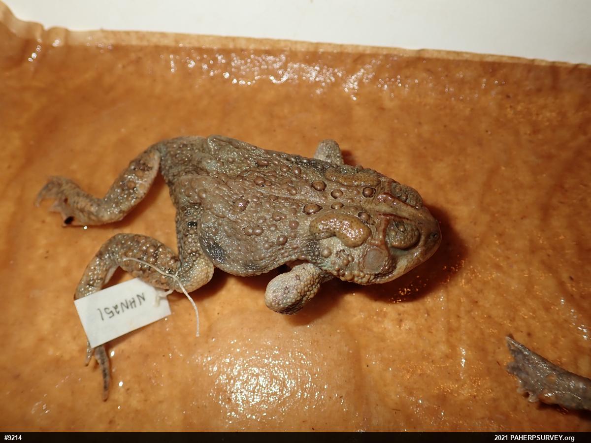 Eastern American Toad