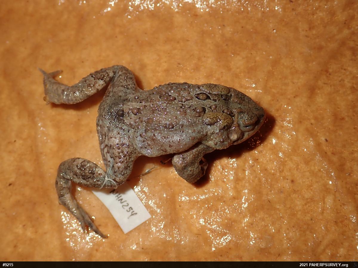 Eastern American Toad