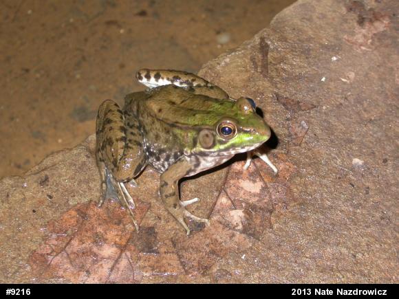 Green Frog