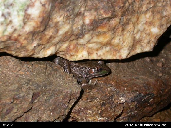Green Frog