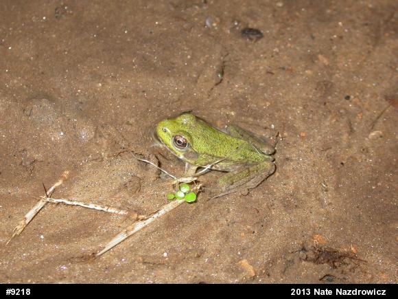 Green Frog
