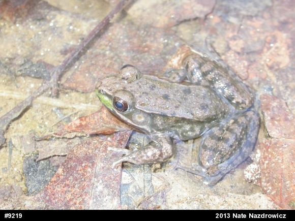 Green Frog