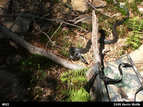 Northern Black Racer