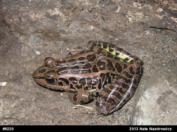 Pickerel Frog