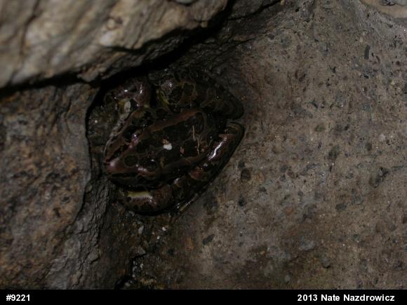 Pickerel Frog