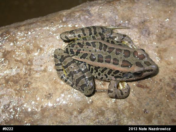 Pickerel Frog