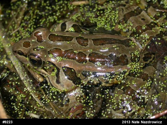 Pickerel Frog