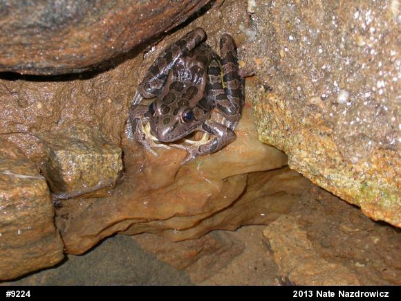 Pickerel Frog