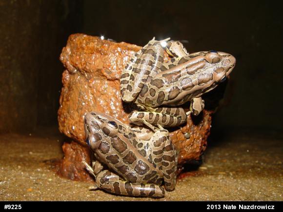 Pickerel Frog