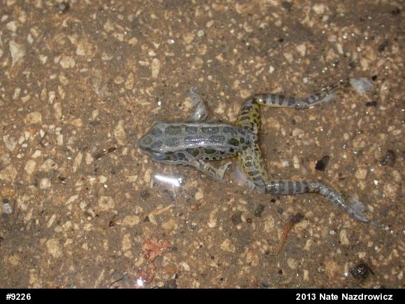 Pickerel Frog