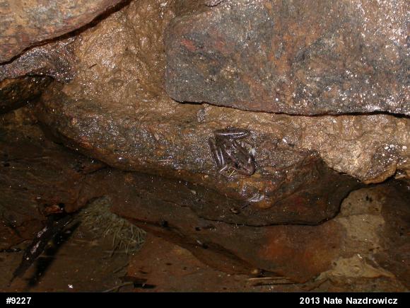 Pickerel Frog