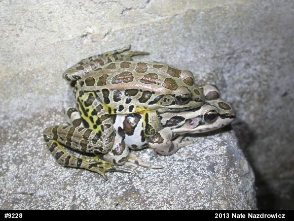 Pickerel Frog