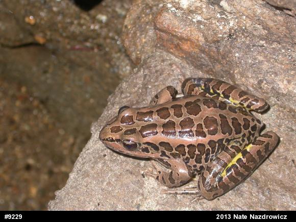Pickerel Frog