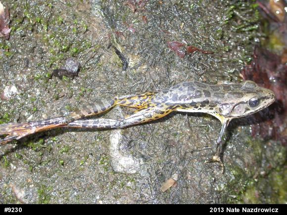 Pickerel Frog