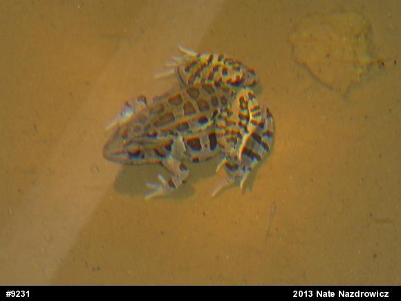 Pickerel Frog