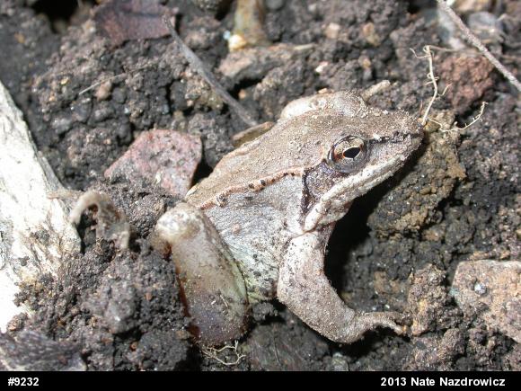 Wood Frog