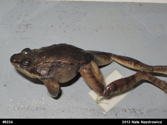 Wood Frog