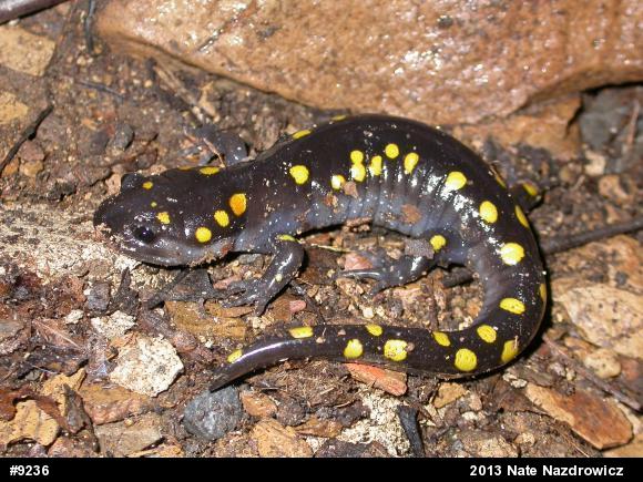 Spotted Salamander