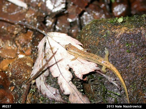 Northern Dusky Salamander