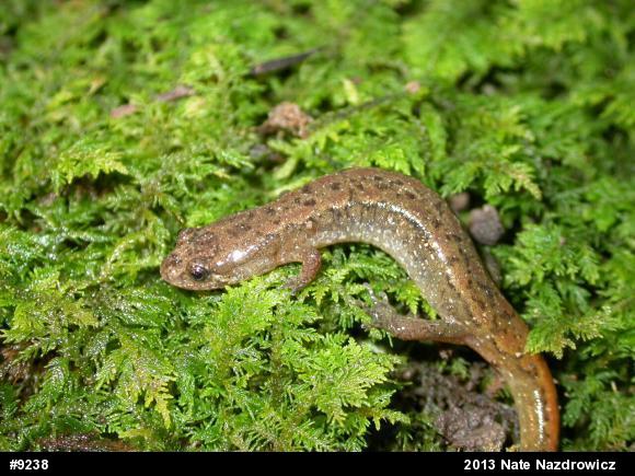 Northern Dusky Salamander