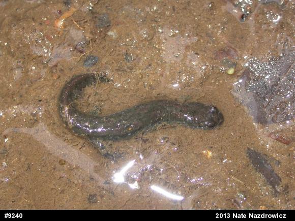 Northern Dusky Salamander