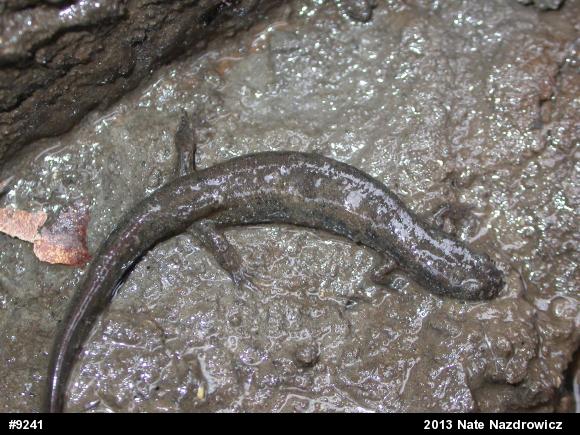 Northern Dusky Salamander