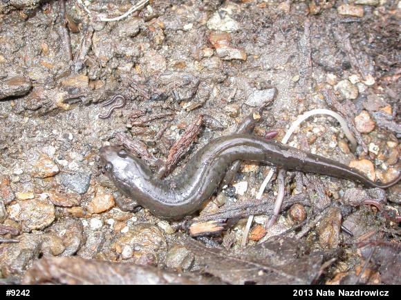Northern Dusky Salamander