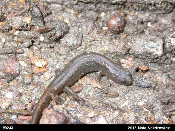 Northern Dusky Salamander