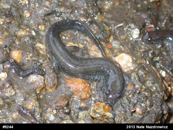 Northern Dusky Salamander