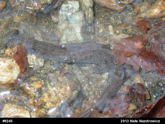 Northern Dusky Salamander