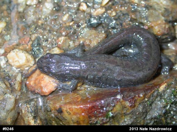 Northern Dusky Salamander