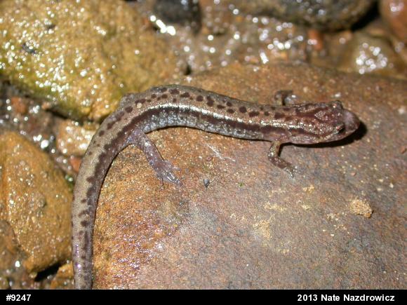 Allegheny Mountain Dusky Salamander