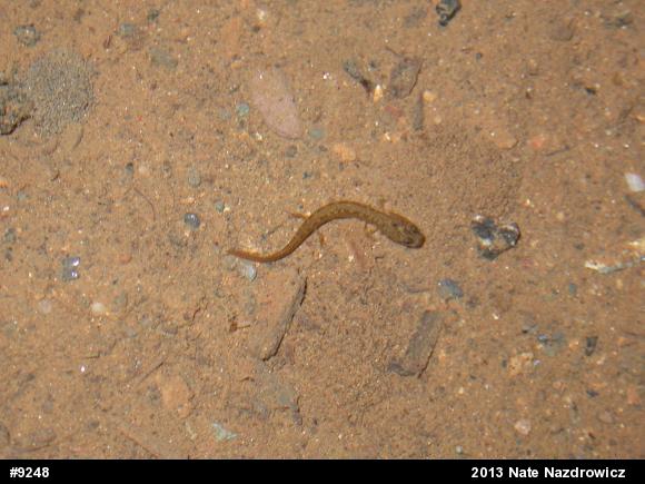 Northern Two-lined Salamander