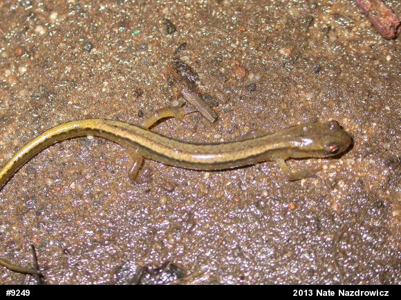 Northern Two-lined Salamander