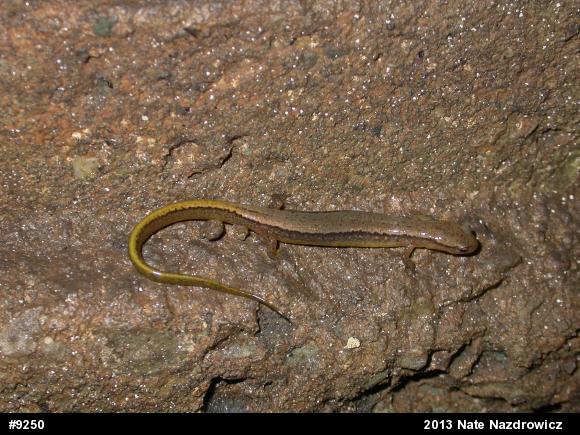 Northern Two-lined Salamander
