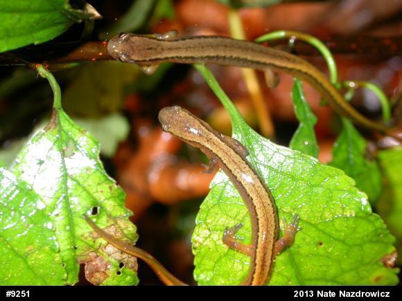 Northern Two-lined Salamander