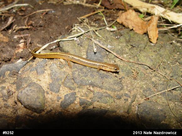 Northern Two-lined Salamander