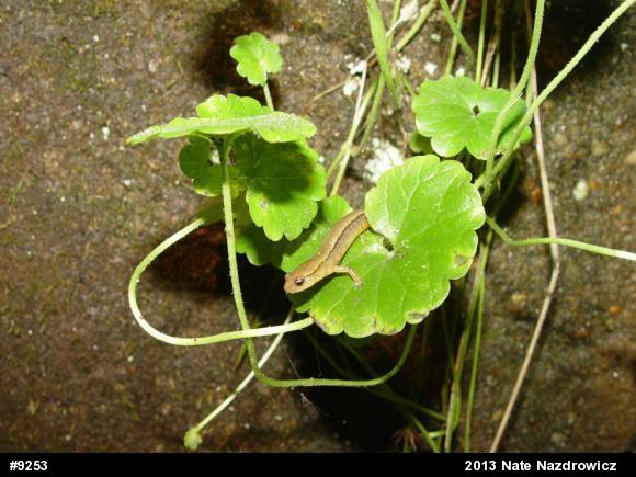 Northern Two-lined Salamander