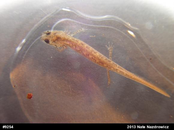 Northern Two-lined Salamander