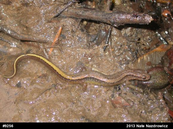 Northern Two-lined Salamander