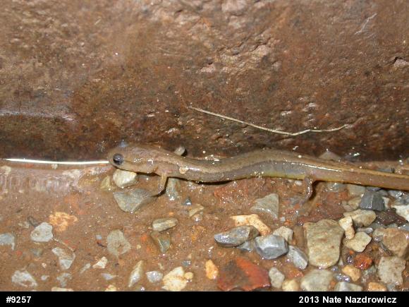 Northern Two-lined Salamander