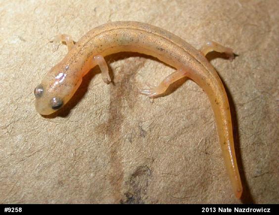 Northern Two-lined Salamander