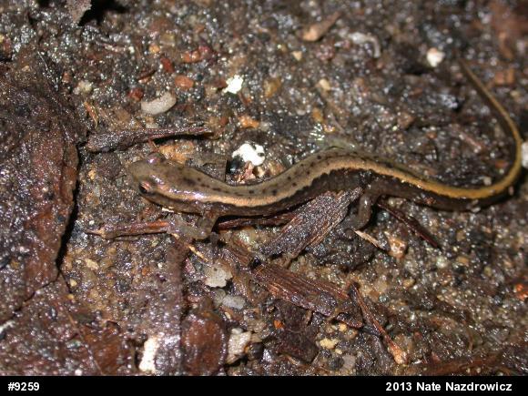 Northern Two-lined Salamander