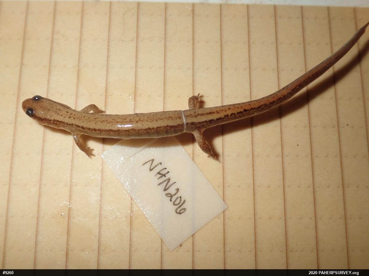 Northern Two-lined Salamander