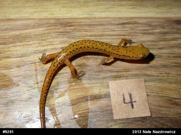 Eastern Long-tailed Salamander