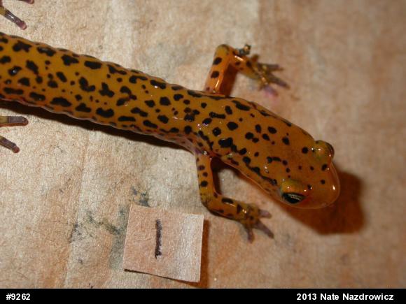 Eastern Long-tailed Salamander