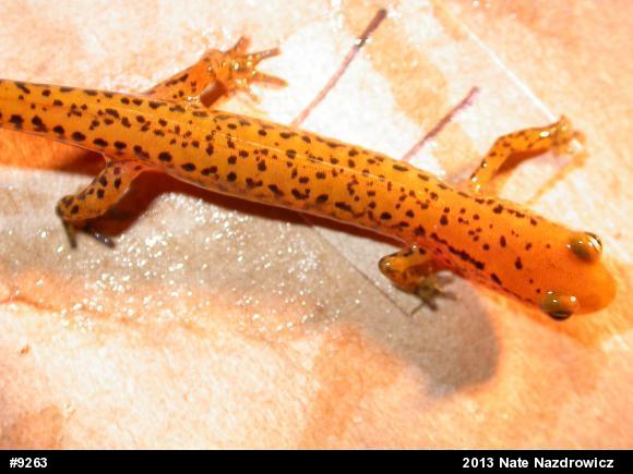 Eastern Long-tailed Salamander